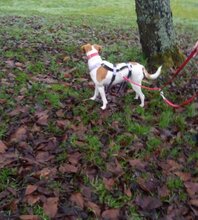 ELISA, Hund, Mischlingshund in Tholey - Bild 7