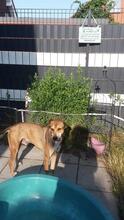 LEO, Hund, Mischlingshund in Wolfsburg - Bild 8