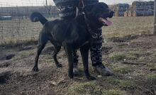 HERRSCHWARZ, Hund, Mischlingshund in Ungarn - Bild 3