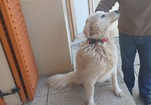 ARAGON, Hund, Kuvasz in Ungarn - Bild 1