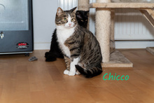 CHICCO, Katze, Europäisch Kurzhaar in Kürten - Bild 10