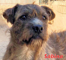 SABINA, Hund, Mischlingshund in Italien - Bild 1
