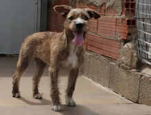 SABINA, Hund, Mischlingshund in Italien - Bild 12