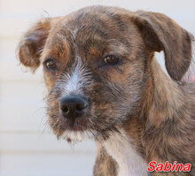 SABINA, Hund, Mischlingshund in Italien - Bild 14