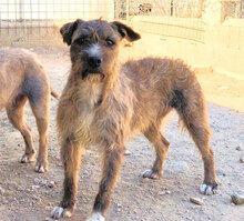 SABINA, Hund, Mischlingshund in Italien - Bild 15