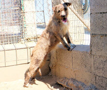 SABINA, Hund, Mischlingshund in Italien - Bild 18