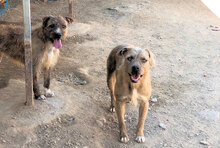SABINA, Hund, Mischlingshund in Italien - Bild 4