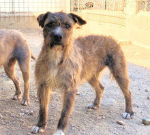 SABINA, Hund, Mischlingshund in Italien - Bild 7