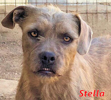 STELLA, Hund, Mischlingshund in Italien - Bild 1