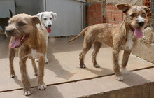 STELLA, Hund, Mischlingshund in Italien - Bild 15