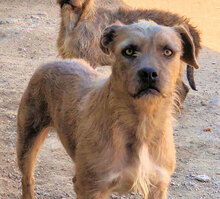 STELLA, Hund, Mischlingshund in Italien - Bild 4