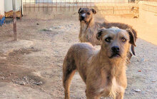 STELLA, Hund, Mischlingshund in Italien - Bild 9
