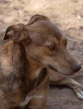 MENTA, Hund, Mischlingshund in Spanien - Bild 1