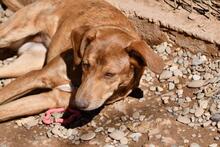 MENTA, Hund, Mischlingshund in Spanien - Bild 12