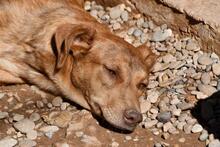 MENTA, Hund, Mischlingshund in Spanien - Bild 14