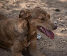 MENTA, Hund, Mischlingshund in Spanien - Bild 2