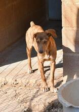 MENTA, Hund, Mischlingshund in Spanien - Bild 20