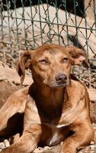 MENTA, Hund, Mischlingshund in Spanien - Bild 4
