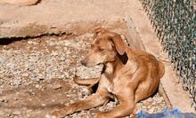MENTA, Hund, Mischlingshund in Spanien - Bild 5