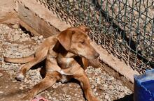 MENTA, Hund, Mischlingshund in Spanien - Bild 7