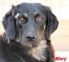 MARY, Hund, Mischlingshund in Italien - Bild 1