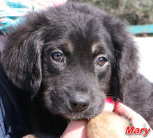 MARY, Hund, Mischlingshund in Italien - Bild 10