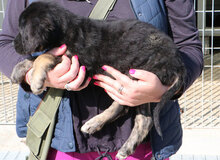 MARY, Hund, Mischlingshund in Italien - Bild 12