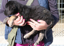 MARY, Hund, Mischlingshund in Italien - Bild 17