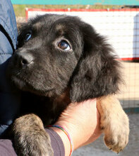 MARY, Hund, Mischlingshund in Italien - Bild 18