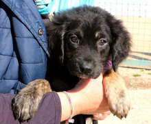 MARY, Hund, Mischlingshund in Italien - Bild 19