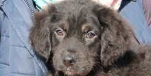 MARY, Hund, Mischlingshund in Italien - Bild 20