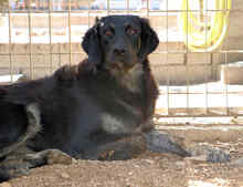 MARY, Hund, Mischlingshund in Italien - Bild 6