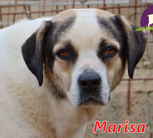 MARISA, Hund, Mischlingshund in Italien - Bild 1