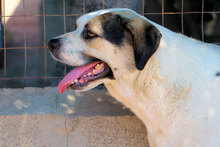 MARISA, Hund, Mischlingshund in Italien - Bild 13