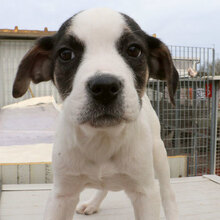 MARISA, Hund, Mischlingshund in Italien - Bild 14