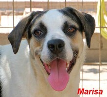 MARISA, Hund, Mischlingshund in Italien - Bild 15