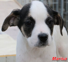 MARISA, Hund, Mischlingshund in Italien - Bild 20