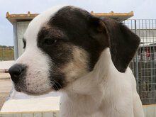 MARISA, Hund, Mischlingshund in Italien - Bild 28