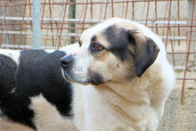 MARISA, Hund, Mischlingshund in Italien - Bild 3