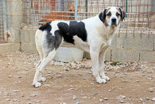 MARISA, Hund, Mischlingshund in Italien - Bild 6