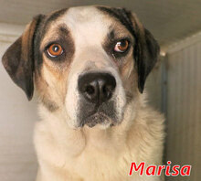 MARISA, Hund, Mischlingshund in Italien - Bild 7