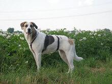 MELBA, Hund, Mischlingshund in Wesel - Bild 2