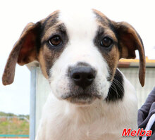 MELBA, Hund, Mischlingshund in Wesel - Bild 6