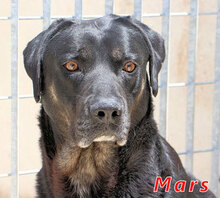MARS, Hund, Mischlingshund in Italien - Bild 1
