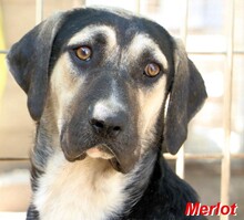 MERLOT, Hund, Mischlingshund in Italien - Bild 10