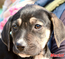 MERLOT, Hund, Mischlingshund in Italien - Bild 15