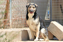MERLOT, Hund, Mischlingshund in Italien - Bild 3