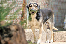 MERLOT, Hund, Mischlingshund in Italien - Bild 4