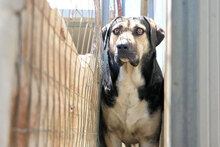 MERLOT, Hund, Mischlingshund in Italien - Bild 7