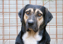 MERLOT, Hund, Mischlingshund in Italien - Bild 9